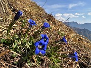 48 Gentiana Clusii in fiore